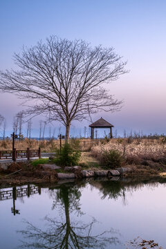 树下的小屋