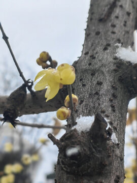 蜡梅傲雪