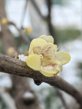 蜡梅傲雪