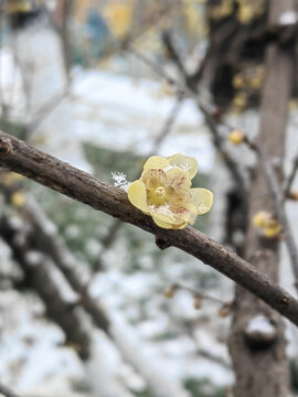 蜡梅和雪花