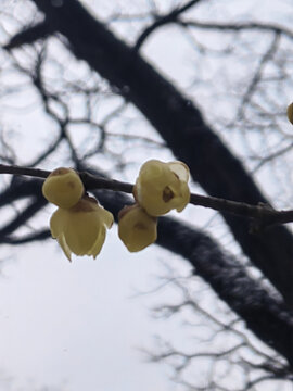 蜡梅和大树