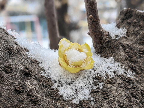 雪中梅花