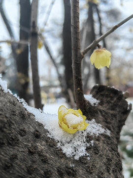 腊梅戏雪