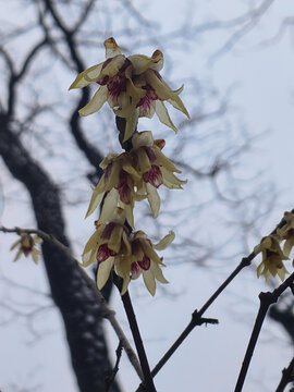 仰望蜡梅