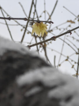 蜡梅雪枝