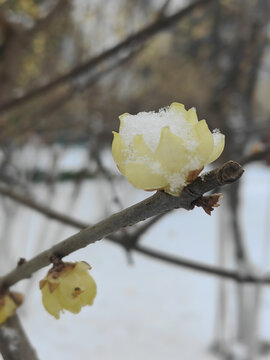 雪落蜡梅