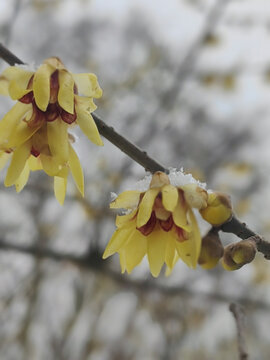 雪落梅花