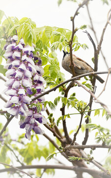 花鸟