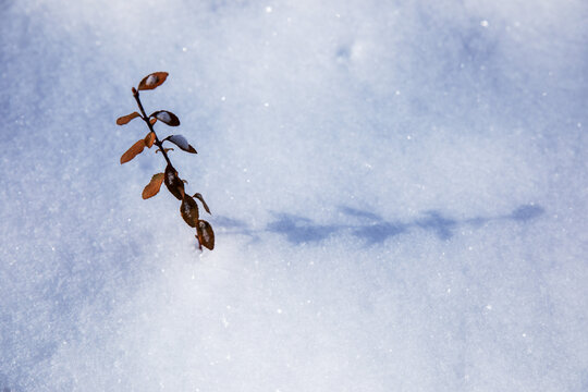 雪地小草