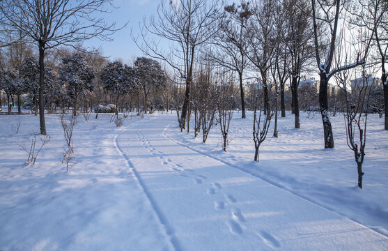 雪地足迹