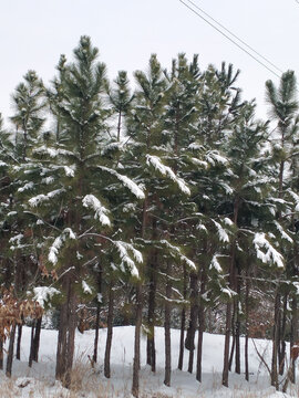 松树下雪