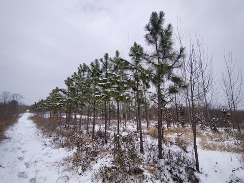 下雪松树林