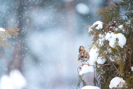 下雪天的燕雀