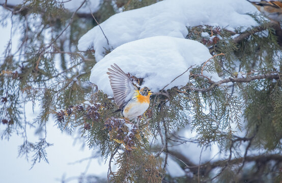 下雪天的燕雀