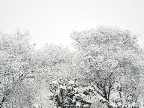 大雪银装素裹的世界