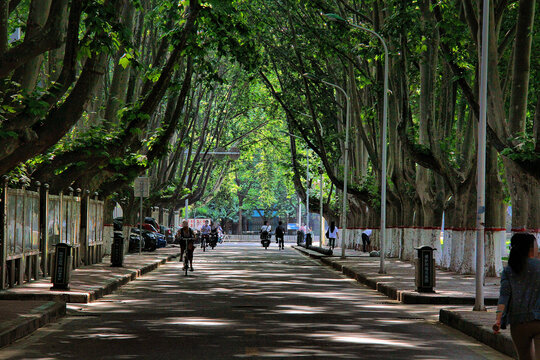 郑州大学林荫路