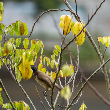 杨桃树与鸟