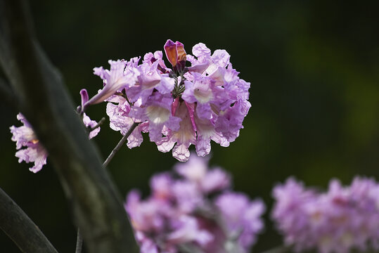 紫花风铃木