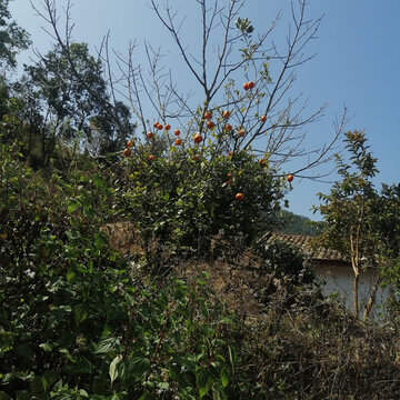 乡村风景