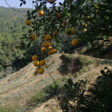 乡村风景