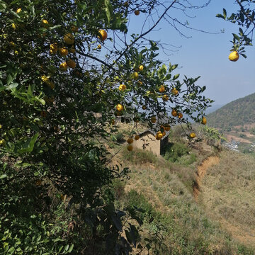 乡村风景