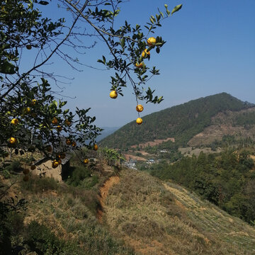 乡村风景