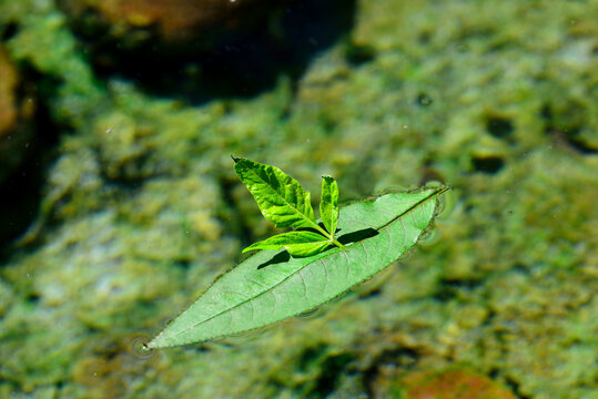 水中绿叶