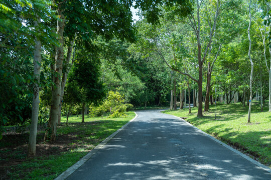 西双版纳中科院植物园里的道路