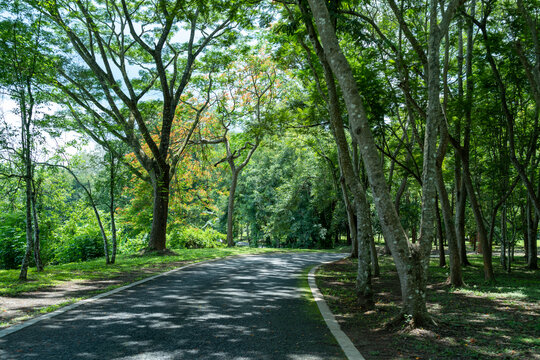 西双版纳中科院植物园里的道路