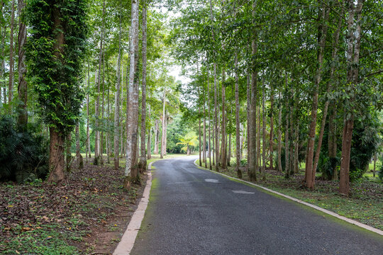 西双版纳中科院植物园里的道路