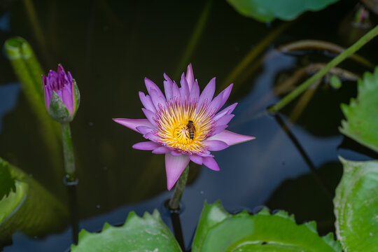 湖中盛开的睡莲
