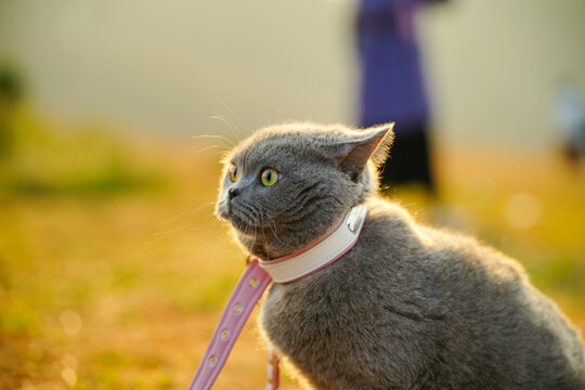 阳光下的猫