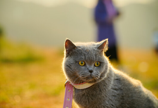 阳光下的猫