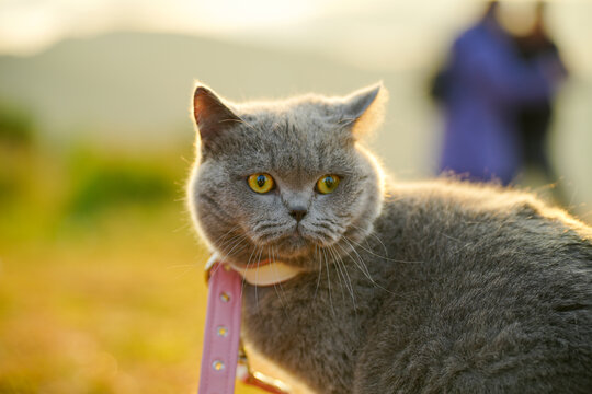 阳光下的猫