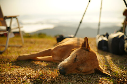 山顶上晒太阳的狗狗