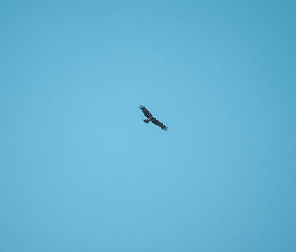 空中翱翔寻找猎物的老鹰