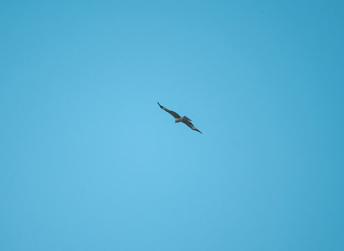 空中翱翔寻找猎物的老鹰