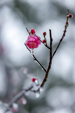 冻雨天气中的冰中红梅花