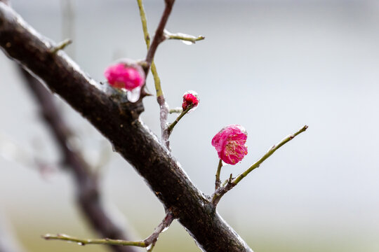 冻雨天气中的冰中红梅花