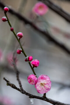 冻雨天气中的冰中红梅花