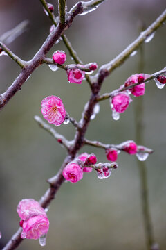 冻雨天气中的冰中红梅花
