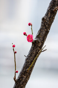 寒冬结冰的粉色梅花