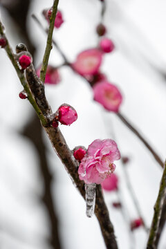 结冰的粉色梅花