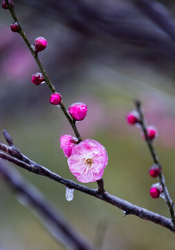 寒冬结冰的粉色梅花