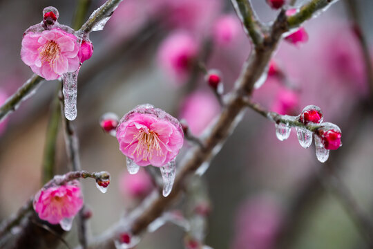 寒冬结冰的粉色梅花