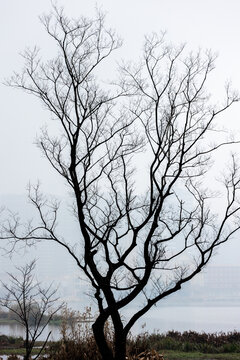 冬天无叶的秃树