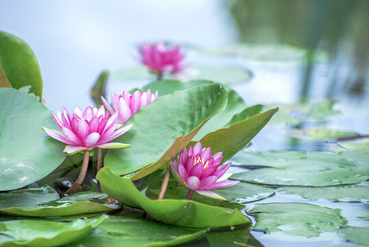 水中莲花