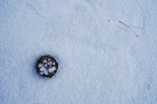 松塔白雪