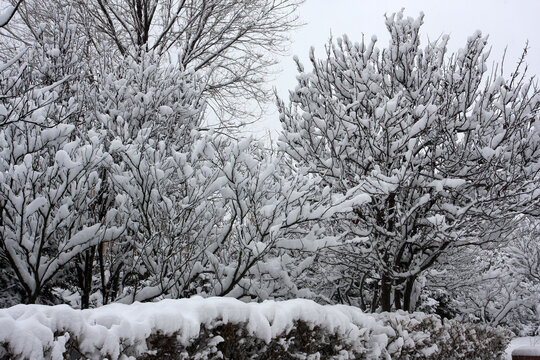 雪景