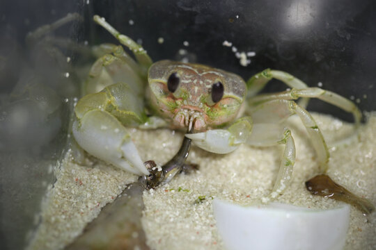 小螃蟹吃食